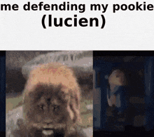 a picture of a lion with the words me defending my pookie ( lucien ) above it