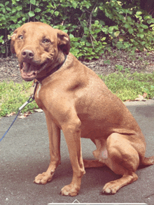 a brown dog on a leash sitting on the ground