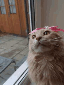 Funny Cat GIF - Funny Cat Shocked GIFs