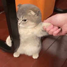 a person is holding a cat 's paw and it looks like it is angry