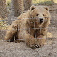 Bear Waving GIF - Bear Waving Waving Bear GIFs