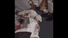 a white dog is laying on top of a bag that says for