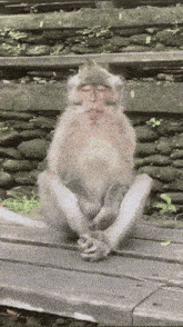 a monkey is sitting on a wooden bench with its legs crossed