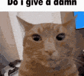 Do I Give A Damn Edit GIF - Do I Give A Damn Edit Cat Edit GIFs