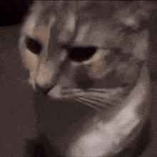a close up of a cat 's face with a black background