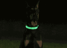 cachorro coleira verde