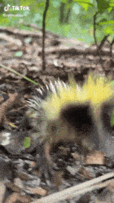 a close up of a hedgehog with a yellow flower on its back