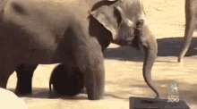 baby and momma elephant taking a bath elephant play