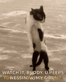 Angry Mad GIF - Angry Mad Cat GIFs
