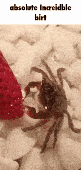 Birt Crab GIF - Birt Crab Strawberry GIFs