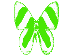 Borboleta Butterfly Sticker
