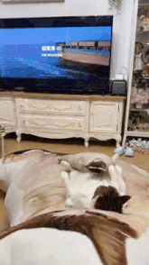 a cat is laying on a couch in front of a 4k tv