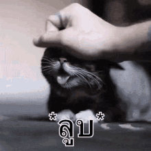 ลูบหัวแมว GIF - Pat Cat GIFs
