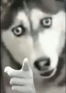 a husky dog is giving a thumbs up sign in a black and white photo .