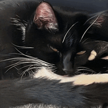 Michaspreen Spreenmicha GIF - Michaspreen Spreenmicha Cats GIFs