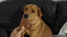 Poison Dog Refuse Chocolate GIF - Poison Dog Refuse Chocolate Doggo GIFs