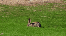 Peter Cottontail GIF