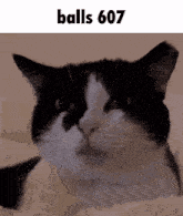 a black and white cat with the words balls 607 on the top