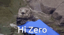 Zero Otter GIF - Zero Otter GIFs
