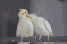 Cutelove Lovebirds GIF - Cutelove Lovebirds Cockatiel GIFs