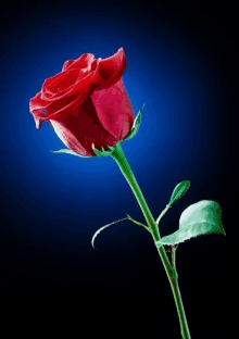 Vörös Rózsa GIF