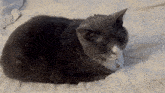 Seishe Cat Cat Loaf GIF - Seishe Cat Cat Loaf Seishe Cat Loaf GIFs