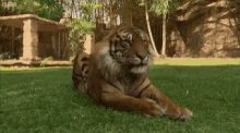 Animals Tiger GIF - Animals Tiger Pet GIFs