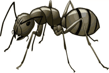Ant GIF - Ant GIFs