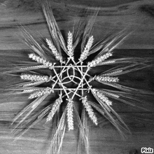 a black and white photo of wheat ears with pixiz written on the bottom right