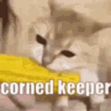 corn keeper core keeper corn cat cat