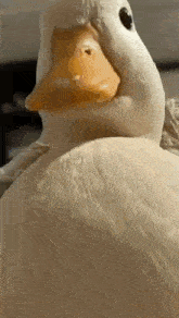 Duck Sigma Duck GIF