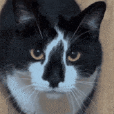 a close up of a black and white cat 's face
