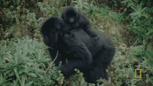 Eating Gaining The Trust Of The Gorillas GIF - Eating Gaining The Trust Of The Gorillas World Gorilla Day GIFs