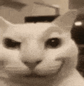 a close up of a cat 's face with a smiley face .