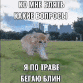 a kitten is running through a grassy field with russian writing on it
