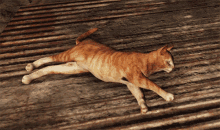 Fallout76 Cat GIF - Fallout76 Cat Murgle GIFs