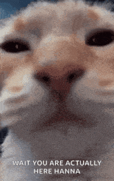 a close up of a cat 's face with a caption that says wait you are actually here hanna .