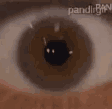 a close up of a dog 's eye surrounded by flames and the words ' pandigirl ' on the bottom .
