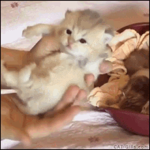 a kitten is being held in a person 's hands next to a bowl of kittens