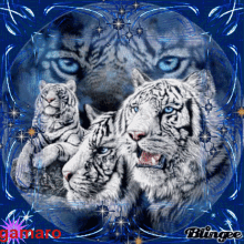 Gamaro Tiger GIF