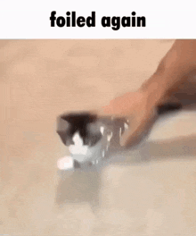 a cat is playing with a bottle of water and a person is holding it .