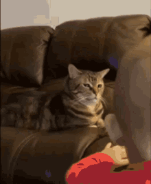 Cat Annoyed GIF - Cat Annoyed Look At Us GIFs