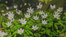 Flower Shiny GIF - Flower Shiny Sparkle GIFs