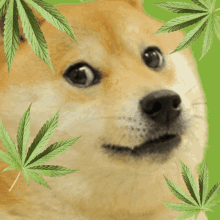 Doge Weed GIF - Doge Weed High GIFs
