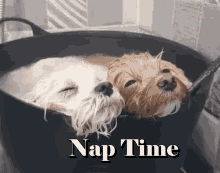 Nap Time Taking A Nap GIF - Nap Time Nap Taking A Nap GIFs