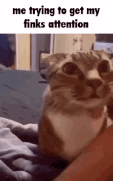 a cat is looking at the camera while sitting on a bed .