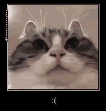 Sadge Cat GIF