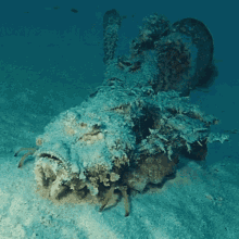 Inimicus Didactylus GIF - Inimicus Didactylus Sea GIFs