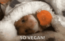 So Vegan Carrots GIF - So Vegan Carrots Hamster GIFs