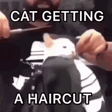 cat gating a haircut he do be vibin doe cat hair cat kamehameha haircut